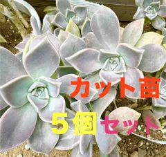 【再販】無農薬グラパラリーフ　多肉植物　カット苗5個セット【今ならチビ苗おまけ付き！】
