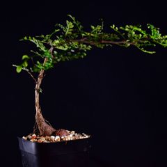3UB 実生 オペルクリカリア・デカリー Operculicarya decaryi コーデックス 塊根植物 プレステラ90 オペルクリカリアデカリー