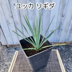 専用出品 特割 ユッカ リギダ (と) 専用 特割 ユッカ リギダ (な)