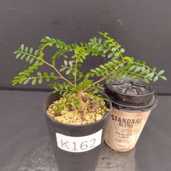 K162【自社養生株】オペルクリカリア　パキプス（実生・発根株・鉢植え）【灌木系・塊根植物】