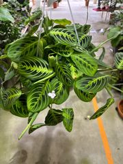 マランタ・レモンライム　7号　ネガミエル　Air　吊り鉢　ハンギング　観葉植物　オシャレ　葉模様　エキゾチック　可愛い　インテリア　グリーン　ハンギング　ショップ　リビング