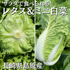 湧水育ちのミニ白菜/レタス詰め合わせセット