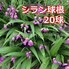 ■シラン 球根 20球セット 紫蘭 紫色の花☆植え替え時♪