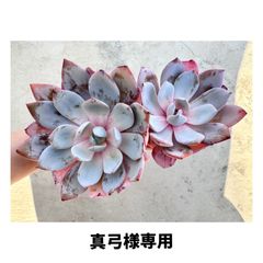 札付き❤️大苗✨コロラータ✕魅惑の月✨ ✨お客様専用出品✨
