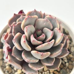 【多肉植物】エケベリア・レアル デ カトルセ　Echeveria sp Real de Catorce