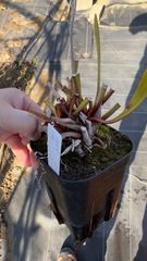 サラセニア　フラバ　var.フラバ　【食虫植物】【SARR24-0036】