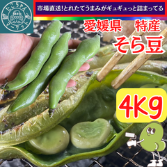 １房2〜3粒★味香良し上物♪【５月中旬～後半にかけて発送予定分】市場直送！そら豆　愛媛県産　4kg　期間限定！旨味がぎゅっと詰まってる♪