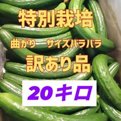 本日終了‼️農家直送美味しいきゅうり！ 20キロ弱！ サイズバラバラ！ 曲がりきゅうり　訳あり　きゅうり　20キロ　20kg　産地直送品