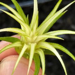 ホワイティ系＊ホワイト率多め綺麗＊ ミニ極上＊ チランジア イオナンタ アルボマルギナータ(アルボマージナータ) Tillandsia ionantha Albomarginata＊エアプランツ＠フラワーショップ江口