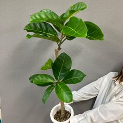 超希少❗️フィカス リラータ カシワバゴム 斑入り✨ - メルカリ