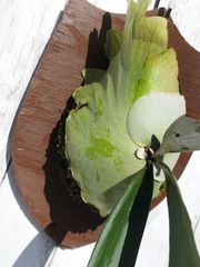 ビカクシダ ウィリンキーcv.インドネシア Platycerium willinckii cv.Indonesia コウモリラン ビカクシダウィリンキー 植物 シダ植物 ビカクシダ　トロフィー