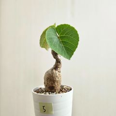 ⑤〚 アンペロシッサス・マルティニ 〛Ampelocissus Martini Wild Grape 塊根植物 コーデックス