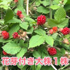 ⭐️花芽付き木苺苗(大)1株⭐️ 抜き苗大株　草苺 クサイチゴ くさいちご　野いちご