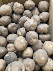 北海道産　訳あり　ジャガイモ(大きさおまかせ）約5ｋｇ