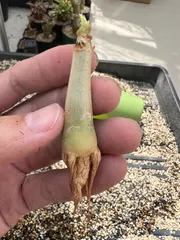 2025年最新】キフォステンマ マクロプスの人気アイテム - メルカリ