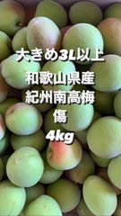 和歌山県産 紀州⭐︎栽培期間中農薬不使用⭐︎南高梅♪ 3L〜4L 3キロ