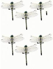 6cm級  6匹セット★安全なピン付き オニヤンマ トンボ 昆虫 動物 蜻蛉 家 スズメバチの天敵 虫除け 家 おもちゃ 動物模型 リアル PVC インテリア 置物 塗装済 完成品  無臭無毒、環境にも優しい ベランダの衣類を保護することができる