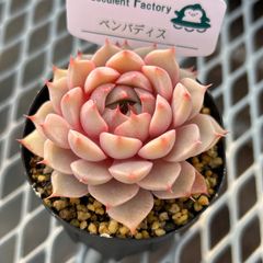 タ*ボ様 マミラリア☘️エルサム ・希少です✨✨(メルカリ便^^) サボテン マミラリア エルサム - メルカリ