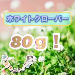 シロツメクサ