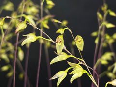 ★洋蘭★原種★Specklinia grobyi★スペクリニア グロービー★山野草★着生蘭★珍奇植物★テラリウム★小さな花が沢山咲く★つぼみ付き★4-2