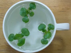 ミニホテイアオイ 子株 ３株　ネコポス便　無農薬　補償付　姫ホテイアオイのサムネイル