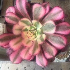 トバレンシス×チワワエンシスルビーブラッシュ❣️札付き❗️多肉植物 