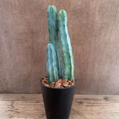 柱サボテン　竜神木  現品　Myrtillocactus geometrizans  サボテン科　セレウス属　観葉植物 観葉 植物  多肉植物 多肉 カクタス サボテン インテリア プレゼント ミニ 小さい おうち時間