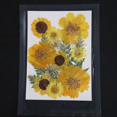 1シート 押し草 押し花 花材 封入素材 ドライフラワー レジン レジン材料 レジン素材 自然素材 OS-00041