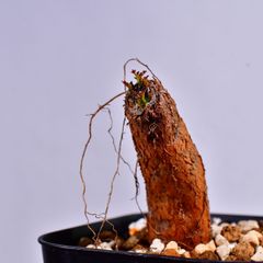 3RC 根挿し パワータンク オペルクリカリア・デカリー Operculicarya decaryi コーデックス 塊根植物 プレステラ90 オペルクリカリアデカリー