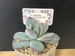 乙女蛍 メルカリ便 札付き・抜き苗 コキリノさん苗 多肉植物 乙女蛍