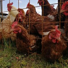 ボリスブラウンの食用有精卵20個