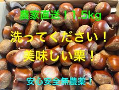 農家直送！！安心安全無農薬！生栗1.5k！静岡県産！富士山の水で育った栗！