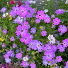 ビスカリア　種30粒　花の種