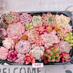 多肉植物 寄せ植えset♡588