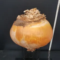 r*o様 オークション！ 特大 ブーファン ハエマンソイデス 現地株 現地球 塊 Yahoo!オークション -「ブーファン ハエマンソイデス」(その他