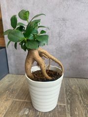 ガジュマル　ミニ　2.5号鉢　観葉植物　植物　塊根植物　塊根　コーデックス