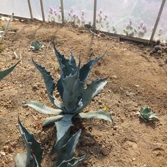 アガベ　アメリカーナ　ファンキートゥース　38㎝　AGAVE