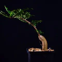 オペルクリカリア　デカリー　細川政己 2025年最新】オペルクリカリア デカリーの人気アイテム - メルカリ