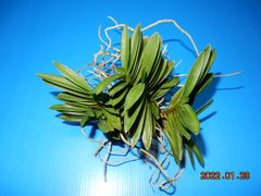 富貴蘭　青玉竜　根ほぐし株A
