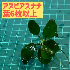 【水中葉•無農薬】アヌビアスナナ葉6枚以上（写真同等）