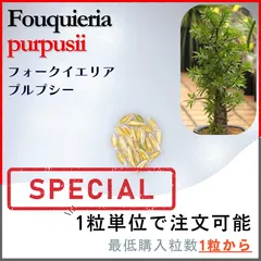 【国内実生株】フォークイエリア・プルプシー選抜株 ※鉢のまま発送 フォークイエリア プルプシー | STELLA.PLANTS