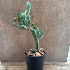 柱サボテン　竜神木　ブランチ仕立て①  現品　Myrtillocactus geometrizans  サボテン科　セレウス属　観葉植物 観葉 植物  多肉植物 多肉 カクタス サボテン インテリア プレゼント ミニ 小さい おうち時間