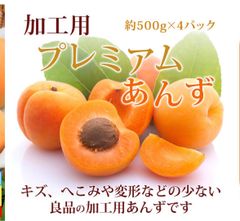 加工用あんず 秀品 約2kg 長野県千曲市産 高級 プレミアム 6月下旬～7月中旬出荷【送料無料】クール便（約500g×4パック入）地元で人気の直売所から発送 令和７年度産 ２キロ 生あんず 生杏 生杏子  あんず 信州産