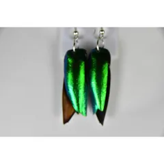 2025年最新】タマムシ 羽の人気アイテム - メルカリ