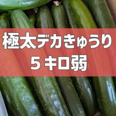超特価！極太デカきゅうり！　野菜ソムリエサミット銀賞受賞　農家直送　減農薬　有機肥料　きゅうり　訳あり　規格外　5kg 産地直送