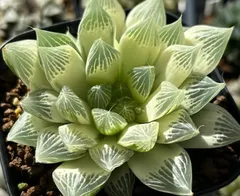 白蛇伝　葉挿し　発根済　ハオルチア　観葉植物 ハオルチア 白蛇伝 観葉植物