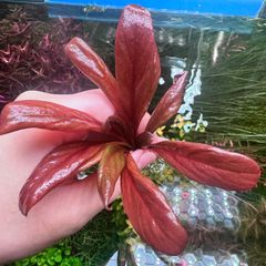 ウォーターローズレッド（水中葉）1株 - メルカリ