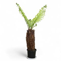 Dicksonia antarctica ディクソニア アンタルクティカ 5 木性シダ 全高83cm 胴囲87cm