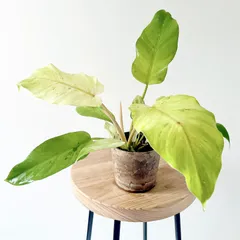 希少 フィロデンドロン スノードリフト 観葉植物 calm cafeのサムネイル