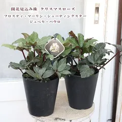 2025年最新】クリスマスローズ横向き上向きの人気アイテム - メルカリ